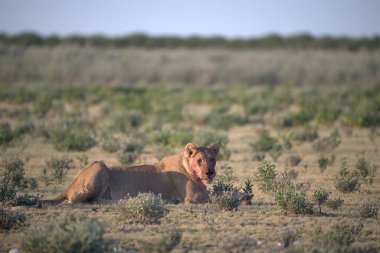 Vahşi kırmızı aslan (panthera leo) Namibya 'daki Kalahari çölünde yürüyor.