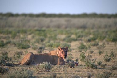 Doğal ortamdaki vahşi atlar.
