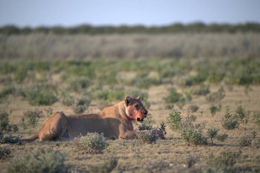 Ortadaki çimlerin üzerinde güzel bir aslan resmi.