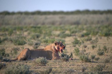 Kenya bozkırında genç bir aslan
