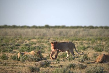 wild lions in africa, kenya