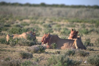 Afrika bozkırlarında vahşi bir hayvan sürüsü.