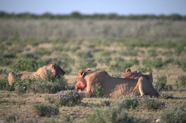 Savanada bir aslan sürüsü