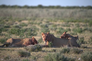 Savanadaki bir grup aslan.