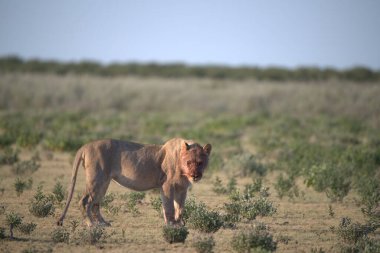 Afrika savanındaki aslan.