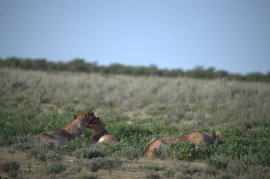 Yazın tarlada iki at