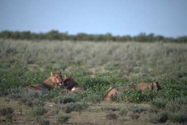Bir vahşi at sürüsü tarlada