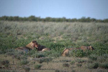 Çölde vahşi atlar