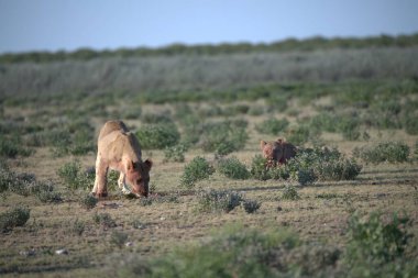 Çölde vahşi atlar