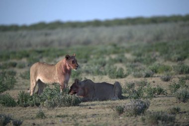 Afrika 'da vahşi bir at.