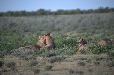 Vahşi atlar doğada