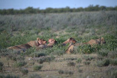 Dişi ve dişi aslanların güzel bir fotoğrafı.