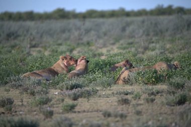 Vahşi hayvanlar, seçici odaklanma