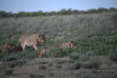 Aslanlar vahşi doğada