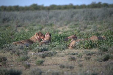 Kenya savanındaki aslan