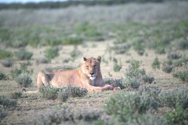 kırmızı aslan (panthera leo) yerde yatıyor, namibya