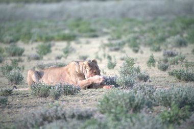 Bulanık bir geçmişi olan erkek bir aslanın yakın plan fotoğrafı.