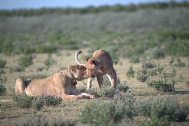 Genç aslanlar (panthera leo) Namibya 'daki Etoşa Ulusal Parkı' nın savanasında dinleniyorlar.