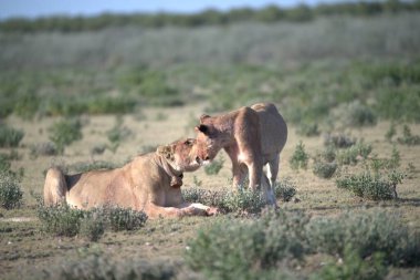 Çimlerde bir çift aslan.