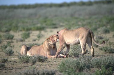 İki erkek ve dişi aslan savanada savaşıyor.