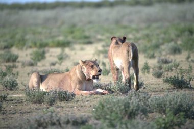 Utah çölünde vahşi atlar