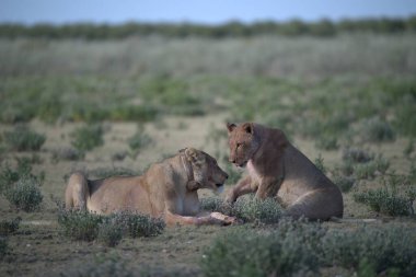 Kenya 'nın savanasında iki aslan