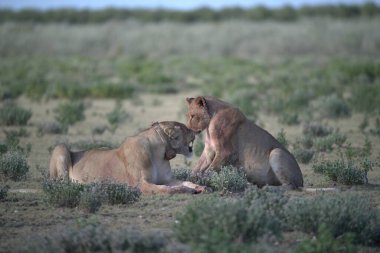 İki dişi aslan kuru bir zeminde savaşıyor..