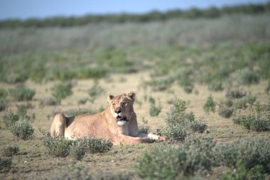 Kenya bozkırında bir aslan