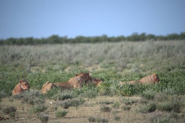 Savanadaki bir grup aslan.