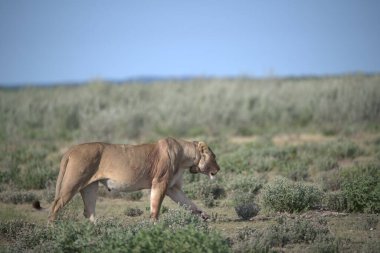 Namibya savanındaki aslan