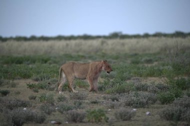 Etoşa 'da dişi bir aslan.