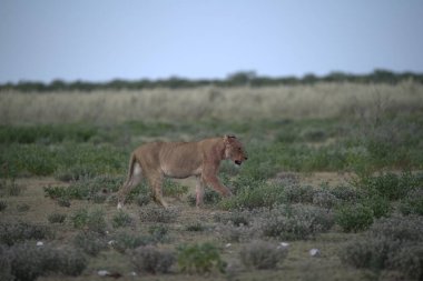 Genç aslan savanda, Güney Afrika 'da