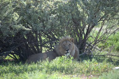 Afrika 'nın bozkırındaki aslan
