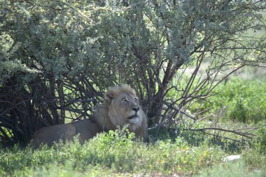 Kenya savanındaki aslan