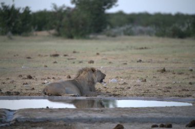 Aslan (panthera leo), panthera leo, namibia, afrika