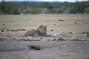 Namibya 'daki Etosha Milli Parkı' nda Aslan