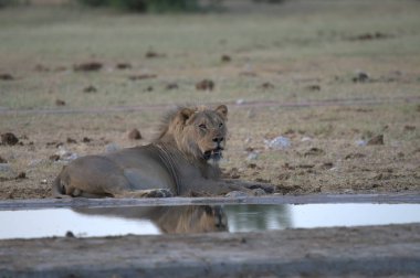 Delikteki sudan su içen aslan.