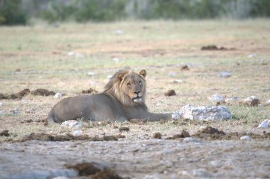 Kenya savanındaki aslan