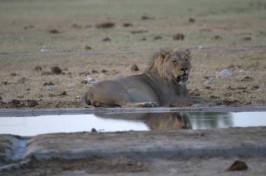 Aslan suda dinleniyor.