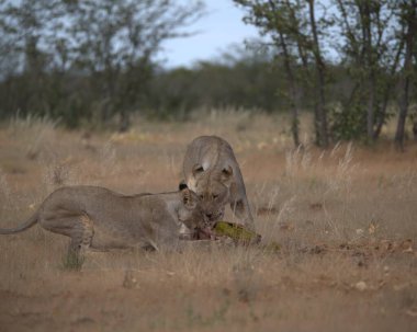 Afrika savanındaki aslanlar
