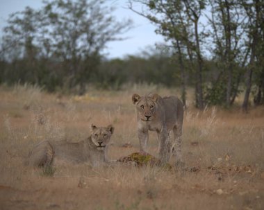 Afrika 'daki vahşi aslanlar