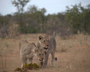 Güney Afrika 'daki Kruger parkında aslan ailesi.