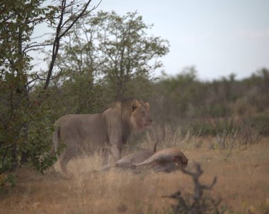 Kruger Milli Parkı 'nda aslan (panthera leo)