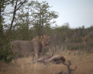Aslan Kruger Park, Güney Afrika