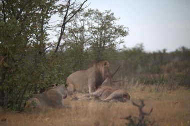 Kenya savanındaki aslan