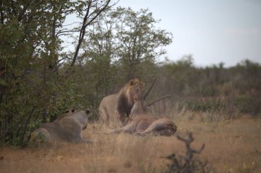 Güney Afrika 'daki Kruger Ulusal Parkı' ndaki aslanlar.