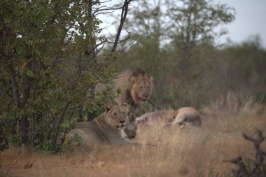 Savanadaki bir grup aslan.