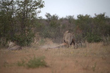 Savanadaki bir grup aslan.