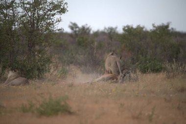 Güzel vahşi aslanlar.