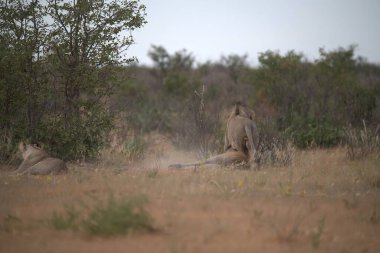 Kenya savanındaki aslan
